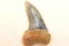 shark tooth: ISURUS PLANUS   Miocene   Bakersfield, California - USA