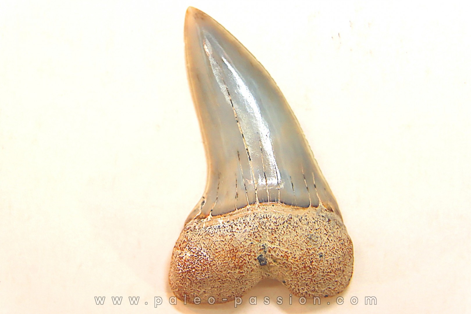 dent de requin: ISURUS PLANUS - Miocène - Bakersfield, Californie - USA