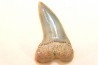 shark tooth: ISURUS PLANUS   Miocene   Bakersfield, California - USA