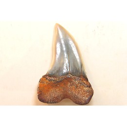 shark tooth: ISURUS PLANUS   Miocene   Bakersfield, California - USA