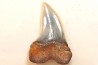 shark tooth: ISURUS PLANUS   Miocene   Bakersfield, California - USA