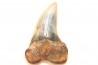 shark tooth: ISURUS PLANUS   Miocene   Bakersfield, California - USA