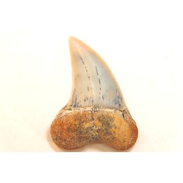 shark tooth: ISURUS PLANUS   Miocene   Bakersfield, California - USA