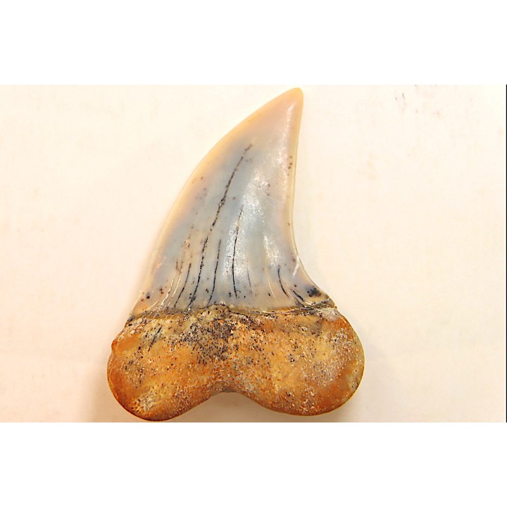 dent de requin: ISURUS PLANUS - Miocène - Bakersfield, Californie - USA