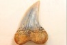 dent de requin: ISURUS PLANUS - Miocène - Bakersfield, Californie - USA