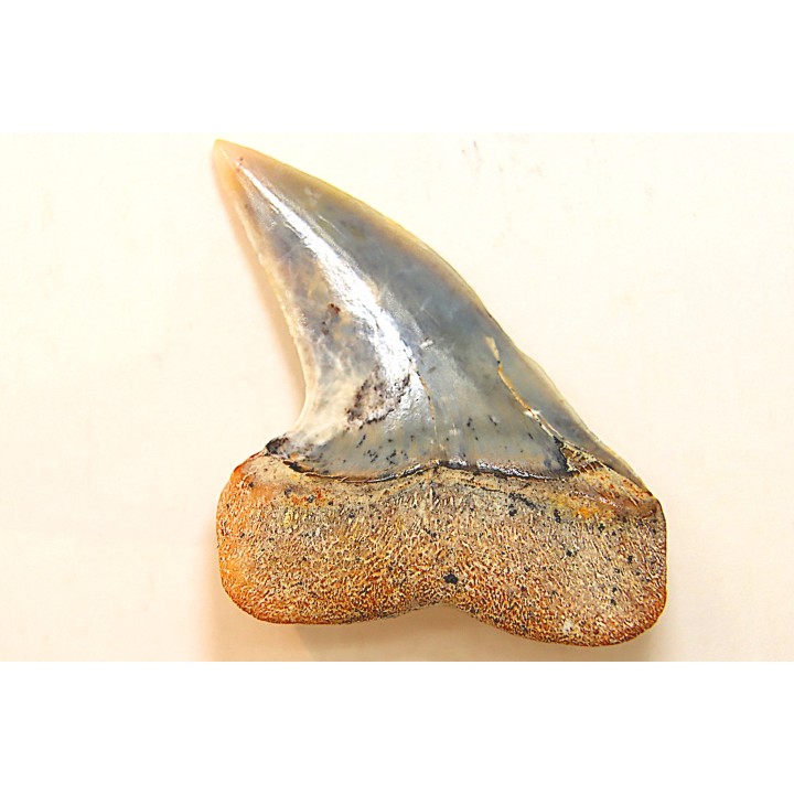 shark tooth: ISURUS PLANUS   Miocene   Bakersfield, California - USA