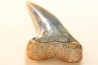 shark tooth: ISURUS PLANUS   Miocene   Bakersfield, California - USA