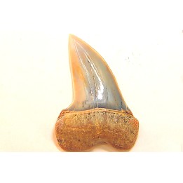 shark tooth: ISURUS PLANUS   Miocene   Bakersfield, California - USA