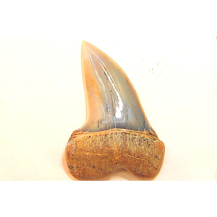 shark tooth: ISURUS PLANUS   Miocene   Bakersfield, California - USA