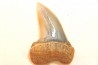 shark tooth: ISURUS PLANUS   Miocene   Bakersfield, California - USA