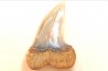 shark tooth: ISURUS PLANUS   Miocene   Bakersfield, California - USA