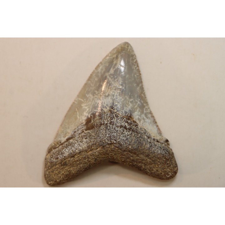 CARCHARODON MEGALODON - Miocene - Faluns de Touraine, FRANCE