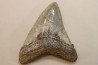 CARCHARODON MEGALODON - Miocène - Touraine, FRANCE