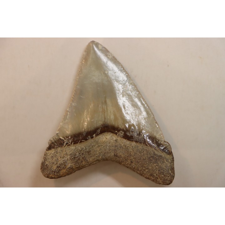 CARCHARODON MEGALODON - Miocène - Touraine, FRANCE