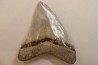CARCHARODON MEGALODON - Miocene - Faluns de Touraine, FRANCE