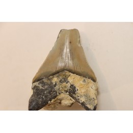 CARCHARODON MEGALODON - Miocène - Touraine, FRANCE