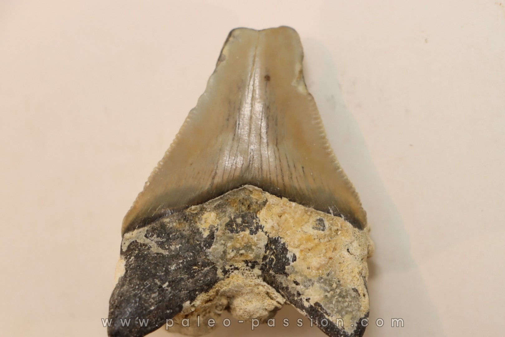CARCHARODON MEGALODON - Miocene - Faluns de Touraine, FRANCE