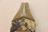 CARCHARODON MEGALODON - Miocène - Touraine, FRANCE