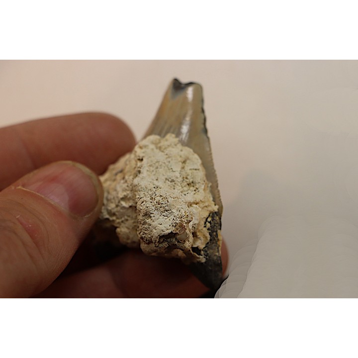 CARCHARODON MEGALODON - Miocene - Faluns de Touraine, FRANCE