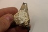 CARCHARODON MEGALODON - Miocene - Faluns de Touraine, FRANCE