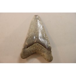 CARCHARODON MEGALODON - Miocene - Faluns de Touraine, FRANCE