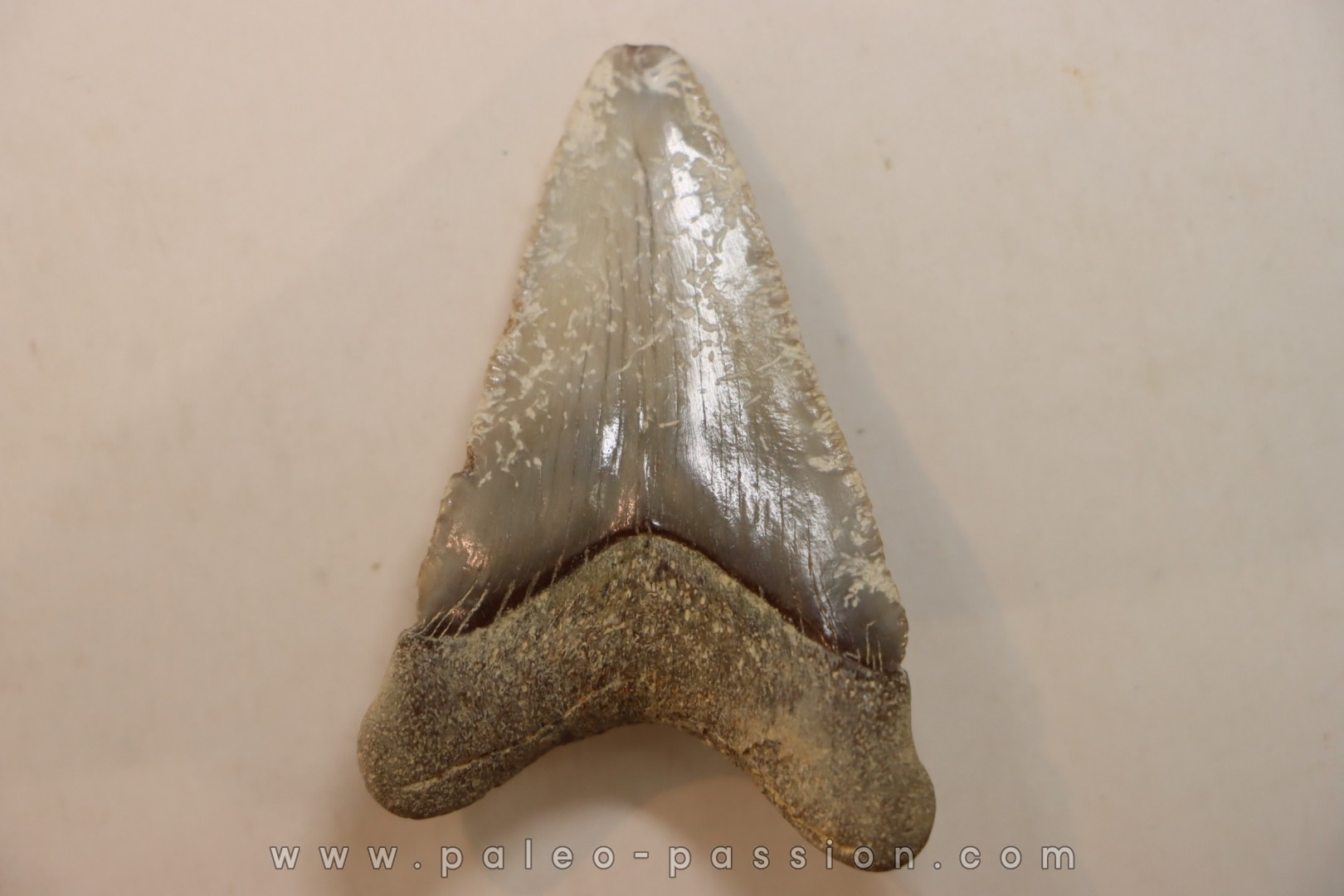 CARCHARODON MEGALODON - Miocene - Faluns de Touraine, FRANCE