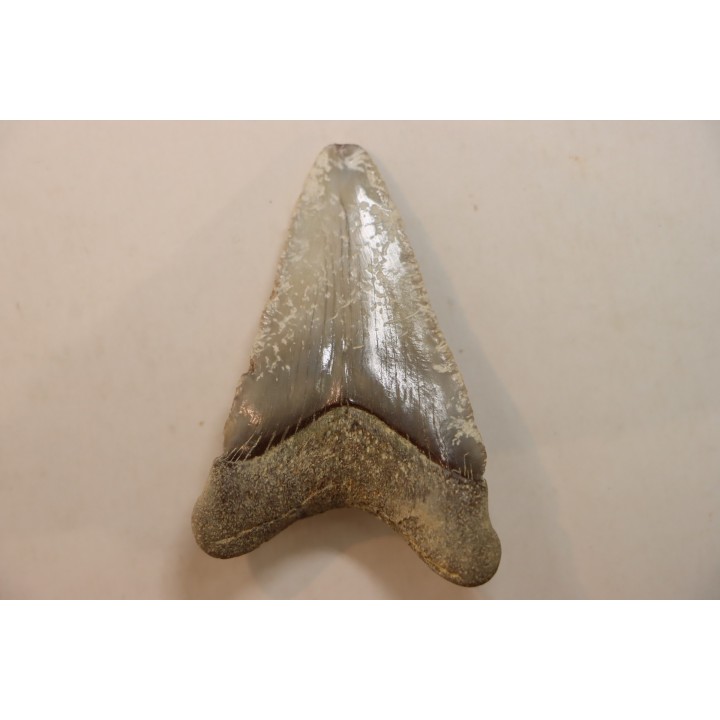 CARCHARODON MEGALODON - Miocène - Touraine, FRANCE