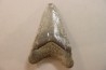 CARCHARODON MEGALODON - Miocene - Faluns de Touraine, FRANCE