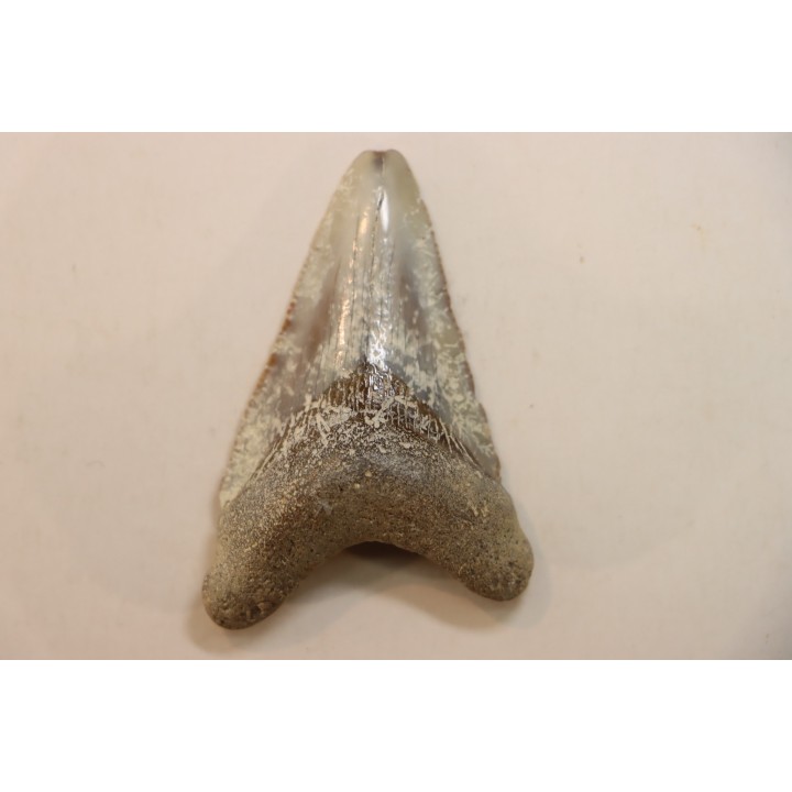 CARCHARODON MEGALODON - Miocène - Touraine, FRANCE