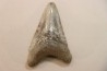 CARCHARODON MEGALODON - Miocène - Touraine, FRANCE