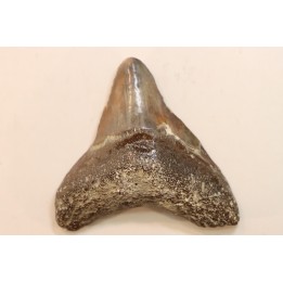 CARCHARODON MEGALODON - Miocène - Touraine, FRANCE