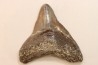 CARCHARODON MEGALODON - Miocene - Faluns de Touraine, FRANCE