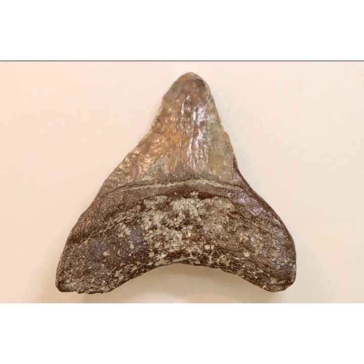 CARCHARODON MEGALODON - Miocène - Touraine, FRANCE