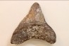 CARCHARODON MEGALODON - Miocene - Faluns de Touraine, FRANCE