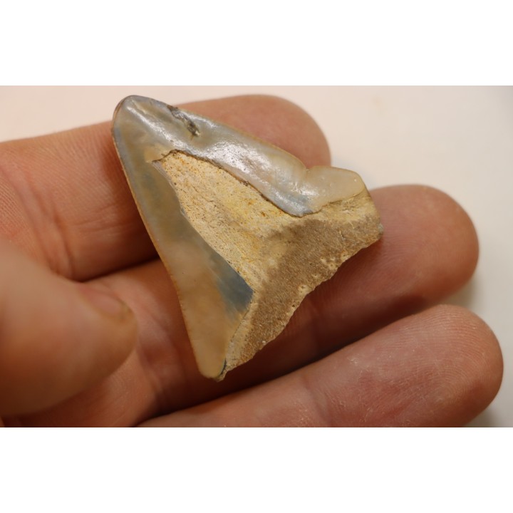 CARCHARODON MEGALODON - Miocène - Touraine, FRANCE