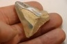 CARCHARODON MEGALODON - Miocene - Faluns de Touraine, FRANCE