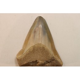 CARCHARODON MEGALODON - Miocene - Faluns de Touraine, FRANCE