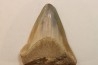 CARCHARODON MEGALODON - Miocene - Faluns de Touraine, FRANCE