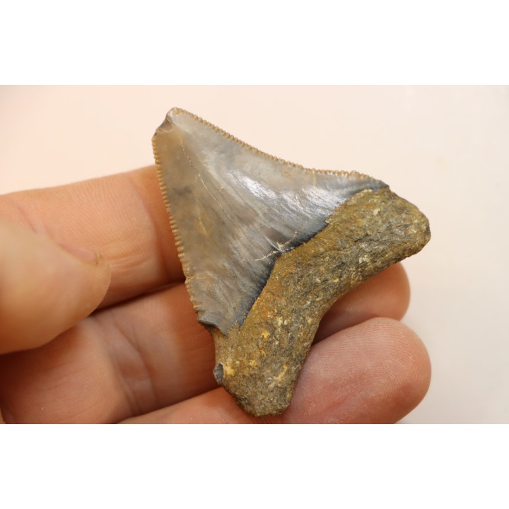 CARCHARODON MEGALODON - Miocène - Touraine, FRANCE