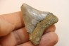 CARCHARODON MEGALODON - Miocene - Faluns de Touraine, FRANCE