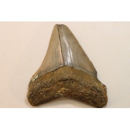 CARCHARODON MEGALODON - Miocène - Touraine, FRANCE