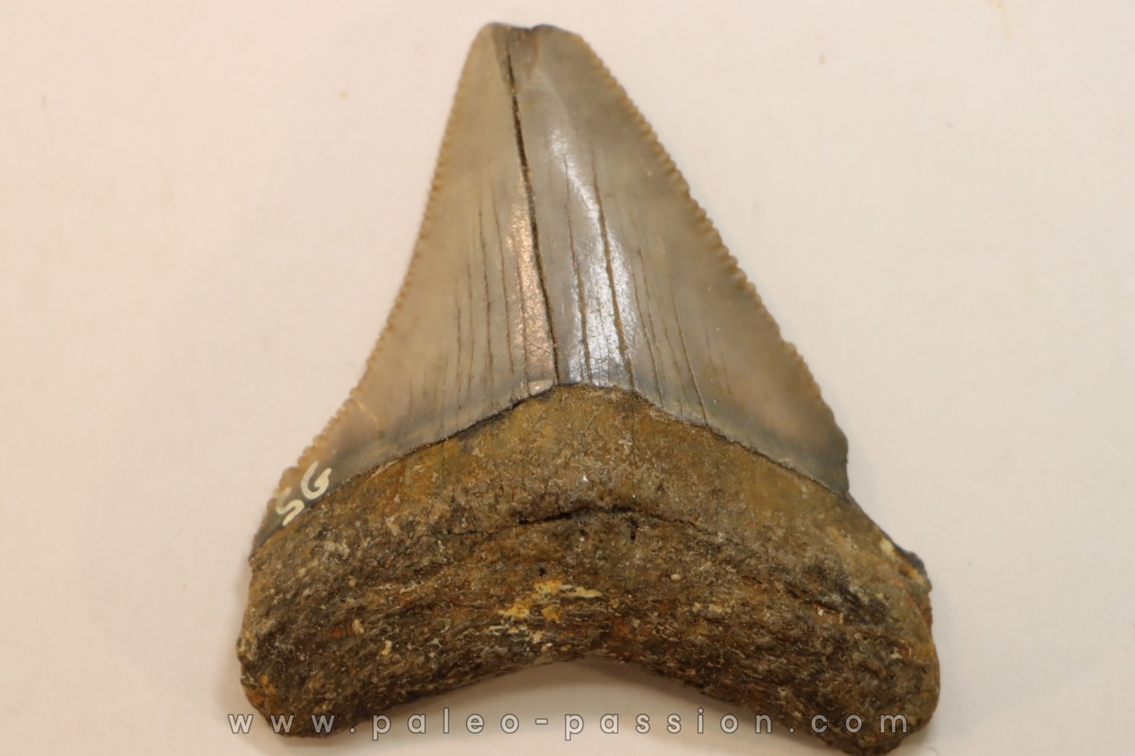 CARCHARODON MEGALODON - Miocene - Faluns de Touraine, FRANCE