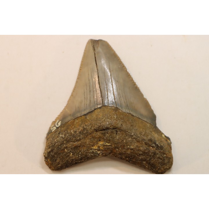 CARCHARODON MEGALODON - Miocene - Faluns de Touraine, FRANCE