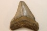 CARCHARODON MEGALODON - Miocene - Faluns de Touraine, FRANCE