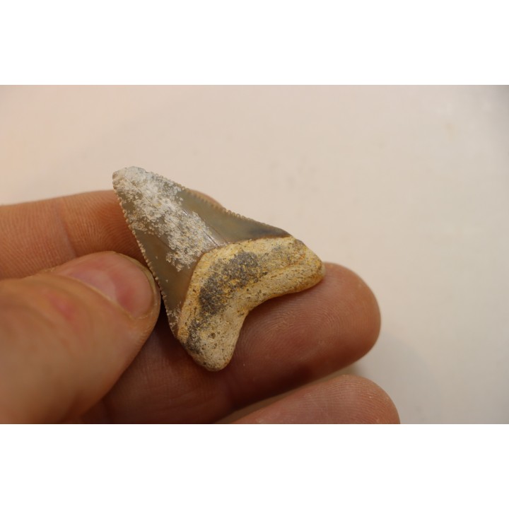 CARCHARODON MEGALODON - Miocène - Touraine, FRANCE