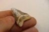 CARCHARODON MEGALODON - Miocene - Faluns de Touraine, FRANCE