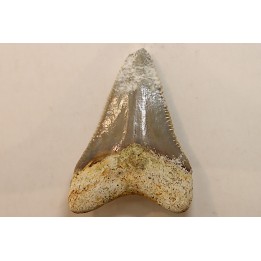 CARCHARODON MEGALODON - Miocène - Touraine, FRANCE
