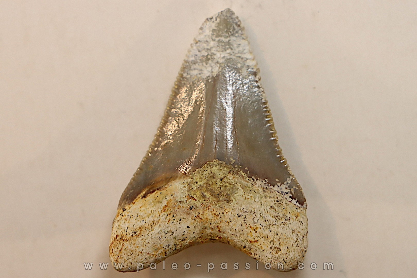 CARCHARODON MEGALODON - Miocène - Touraine, FRANCE