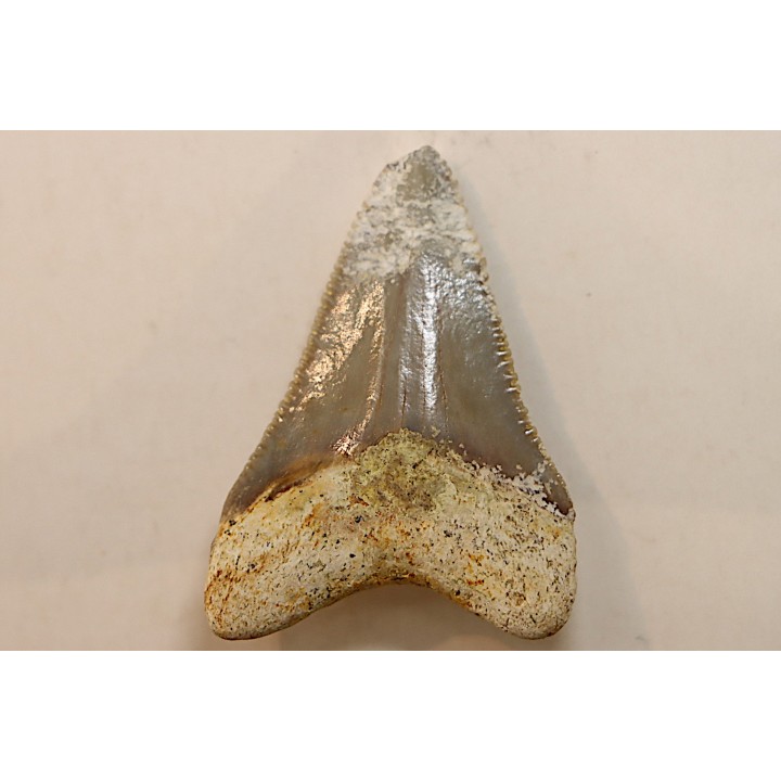 CARCHARODON MEGALODON - Miocene - Faluns de Touraine, FRANCE