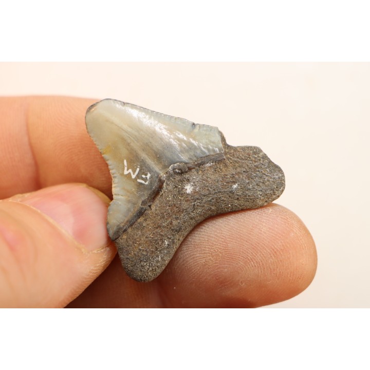 CARCHARODON MEGALODON - Miocène - Touraine, FRANCE